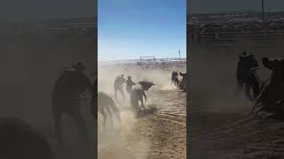 Northern Navajo Fair