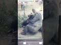 子ゴリラ 甘えん坊タイムのキンタロウ gorilla kintaro loves mom genki ゴリラ gorilla 2023.09.28