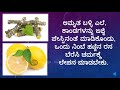 7 amazing health benefits of tinospora cordifolia amrutha balli – health tips in kannada