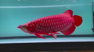 The legendary VIP super red arowana | The most expensive one in the world