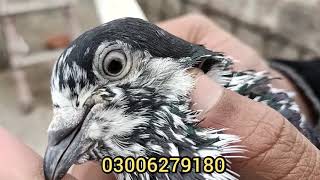 pure sialkoti bateray kabootar, sialkoti kabootar, sialkoti pigeon lover,