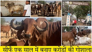 Ansuya gaudham manavader |gir cow Gujarat