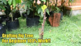 Easy Grafting Figs Tree For Beginner 100% Work