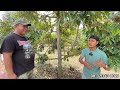 ABN Farm,Rahasia Sukses Merawat 4500 Pohon Durian Organik Dengan 14 Orang,Hasilnya Bikin Takjub