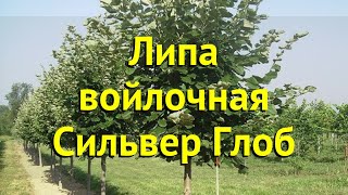 Липа войлочная Сильвер Глоб. Краткий обзор, описание характеристик tilia tomentosa Silver Globe