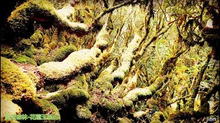 魔幻杜鵑林~玉里山與卓溪山.......(花蓮縣卓溪鄉)