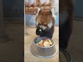 レッサーパンダ 食事 キラリ めいしゃん 梅香 鯖江市西山動物園 red panda nishiyama zoo