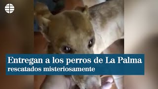 Entregan de forma anónima a las autoridades los perros rescatados misteriosamente en La Palma