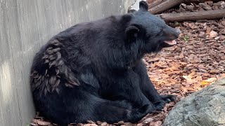 ツキノワグマのようすです。【2023年7月4日】【上野動物園】ツキノワグマ