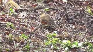 アカハラ[夏鳥]Brown-headed thrush\u2028.