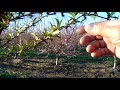 peach tree pruning for high yield production