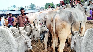 ৩০/৩/২৪/বড় ইন্ডিয়ান বলদ গরু, ভরে গেল জয়পুরহাট নতুনহাট, মনে হচ্ছে যেন ঈদ কালেকশন।