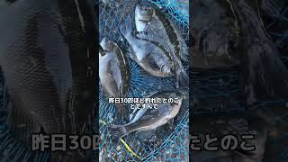 10/11南芦屋浜　イワシとグレ釣れています(動画フィッシングマックス芦屋店)