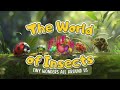 The World of Insects:   Tiny Wonders All Around Us