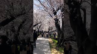 背割堤さくらまつり2023#shorts #淀川河川公園 #桜 #spring #cherryblossom #japantravel #kyototrip