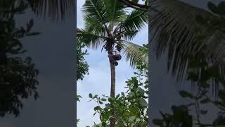 saving the cat from coconut tree പൂച്ചയെ രക്ഷിക്കാൻ കയറിയ സഹോദരൻ