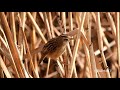 キンクロハジロ　トビ　セッカ　オオバン・コガモ集団　カワセミとスズメ　今日の鳥