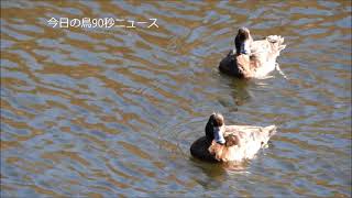 キンクロハジロ　トビ　セッカ　オオバン・コガモ集団　カワセミとスズメ　今日の鳥