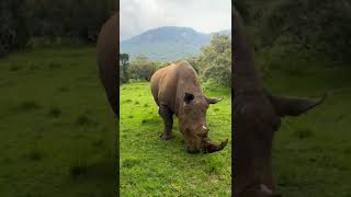 wild animal Geda Hathi | गेंडा हाथी | Rhinoceros | #shortvideo #wildlife #reels