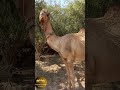 big camel waiting for the food جمل كبير ينتظر الطعام جمل camel camelvideo camellife