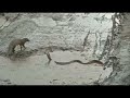 नेवला और साँप की खतरनाक लड़ाई mongoose vs snake mongoose vs snake fight