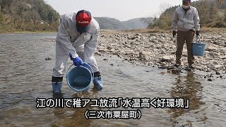 三次市の江の川水系で稚アユを放流、５月20日友釣り解禁