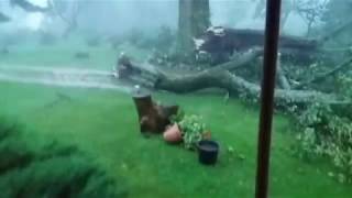 Trees Falling Compilation #3 No Music