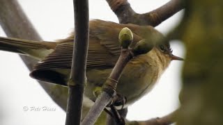 Iberian / atypical Chiffchaff in Lancashire