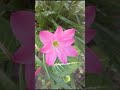 zephyranthes minuta pink rain 1