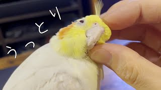 換羽期のオカメインコ・とある日常【たまちゃんねる】