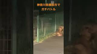 神奈川県横浜市の住宅街で野生の狸がガチバトル。