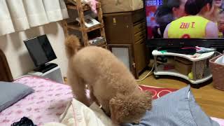 全然綺麗にならないベットメイキング犬🐶