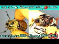 Hand feeding rhino beetle tomato 🍅  Asyik nonton kumbang badak makan tomat 🪲 mukbang asmr tomato