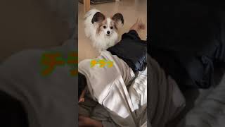 世界一激しいマッサージをする犬     #shorts   #マッサージ犬  #パピヨン