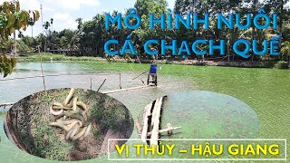 Mô hình nuôi cá chạch quế hiệu quả