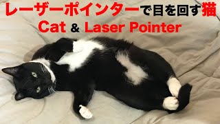 レーザーポインターを追いかけすぎて目を回す猫 Cat with Laser Pointer