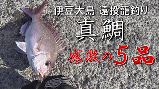 【伊豆大島】堤防から真鯛釣り【両軸遠投カゴ釣り】鯛一匹から五品造り晩酌！【健啖隊ネット隊員 y.katsu】