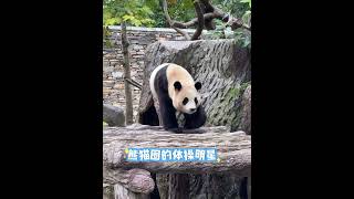 10.9福宝一字马下山，帅气的大长腿太好看了 #panda #fubao #animals #大熊猫 #cutepanda #푸바오