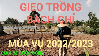 Gieo Trồng Hạt Bạch Chỉ Mùa Vụ 2022/2023 - Planting Angelica Seeds Season 2022/2023