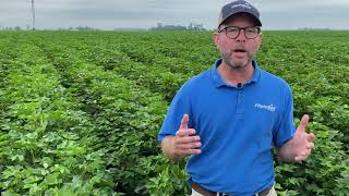 PhytoGen Cottonseed and the cotton-peanut rotation