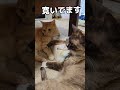 ベランダのプチお散歩から帰って来た猫 ねこのいる生活 ねこ 猫とおっさん