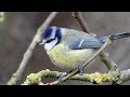 Wildlife at Langford Lakes Nature Reserve, Wiltshire | January