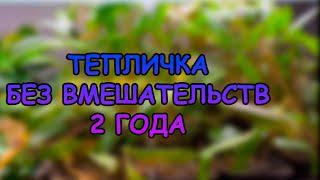 Тепличка с аквариумными растениями 2 года без вмешательств