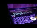 spending $13 just saved me $800 in lighting sps grow out tanks