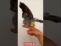 My crazy cocktail dancing 🦜 (MAR BIRD) #birds #varal #music