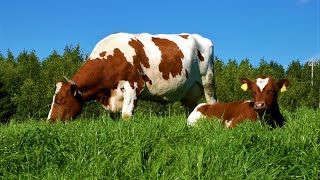 Cows on a Dairy Farm