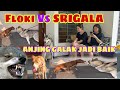 REAKSI FLOKI KETEMU ANJING SRIGALA YANG G1G1T PEMILIKNYA SENDIRI ‼️