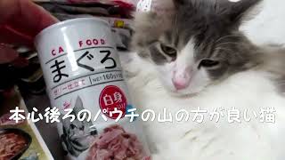 目指せモモ20歳～グルテン好き猫の特発性膀胱炎がおさまり総合栄養食フードジプシー😅添加物フリーグルテンフリーよりストレスフリー❓😸