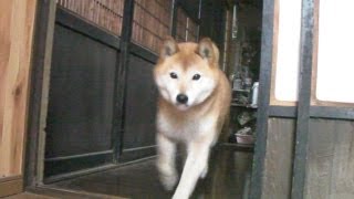 柴犬ジロー　オシッコしてご飯　Shiba Inu