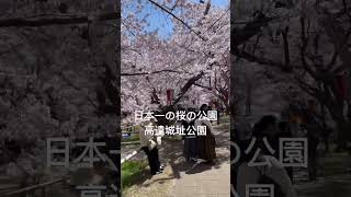 日本一の桜　#さくら #満開　#高遠城址公園　#長野　#伊那